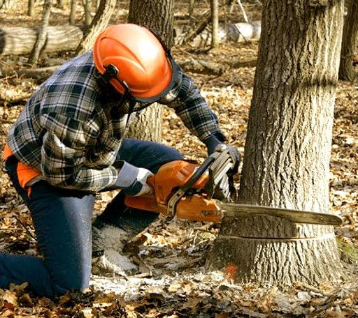 Tree Removal in Kanopolis, KS